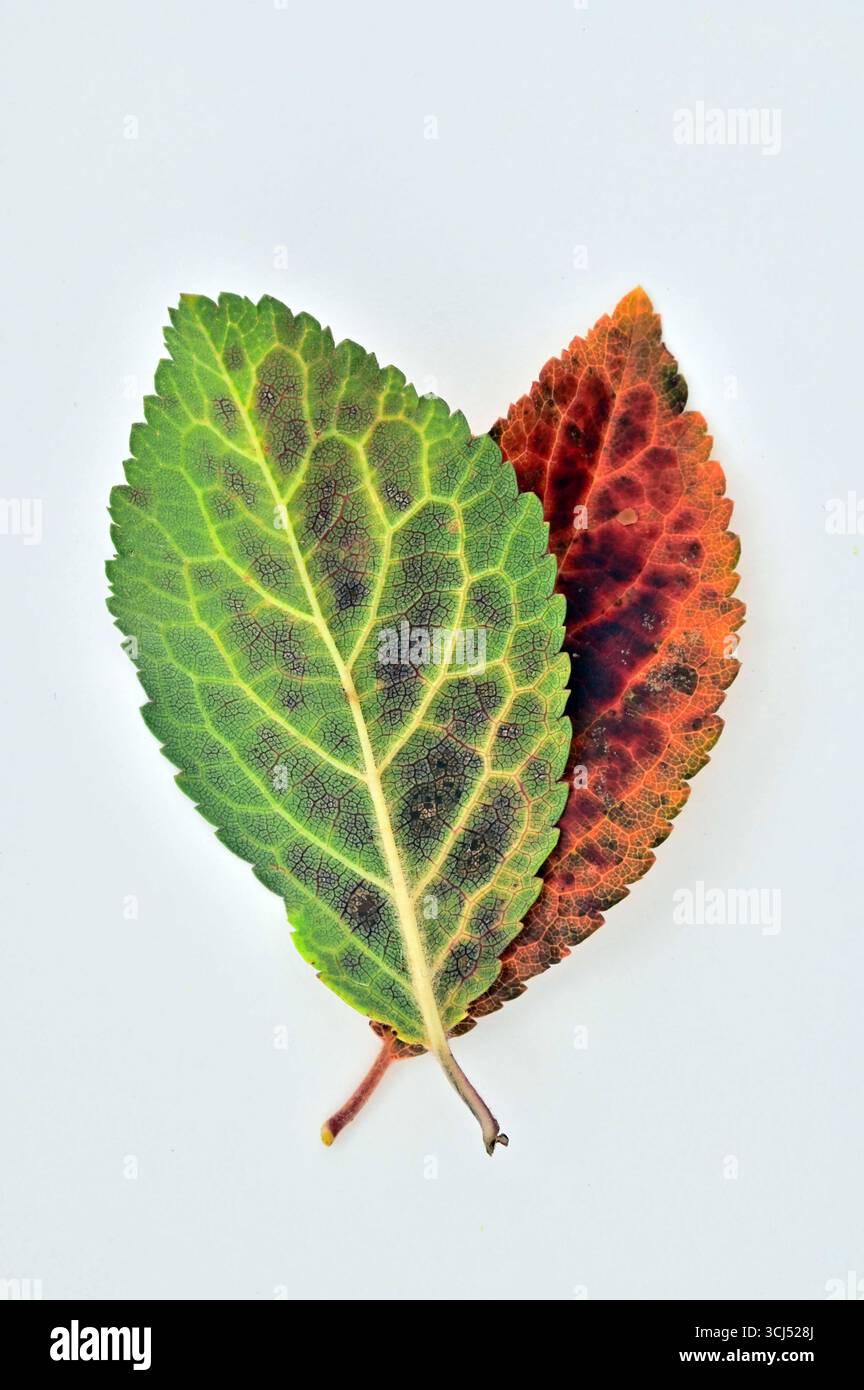 Un vert automnal et une feuille orange d'épine givrée avec fond Uni Banque D'Images