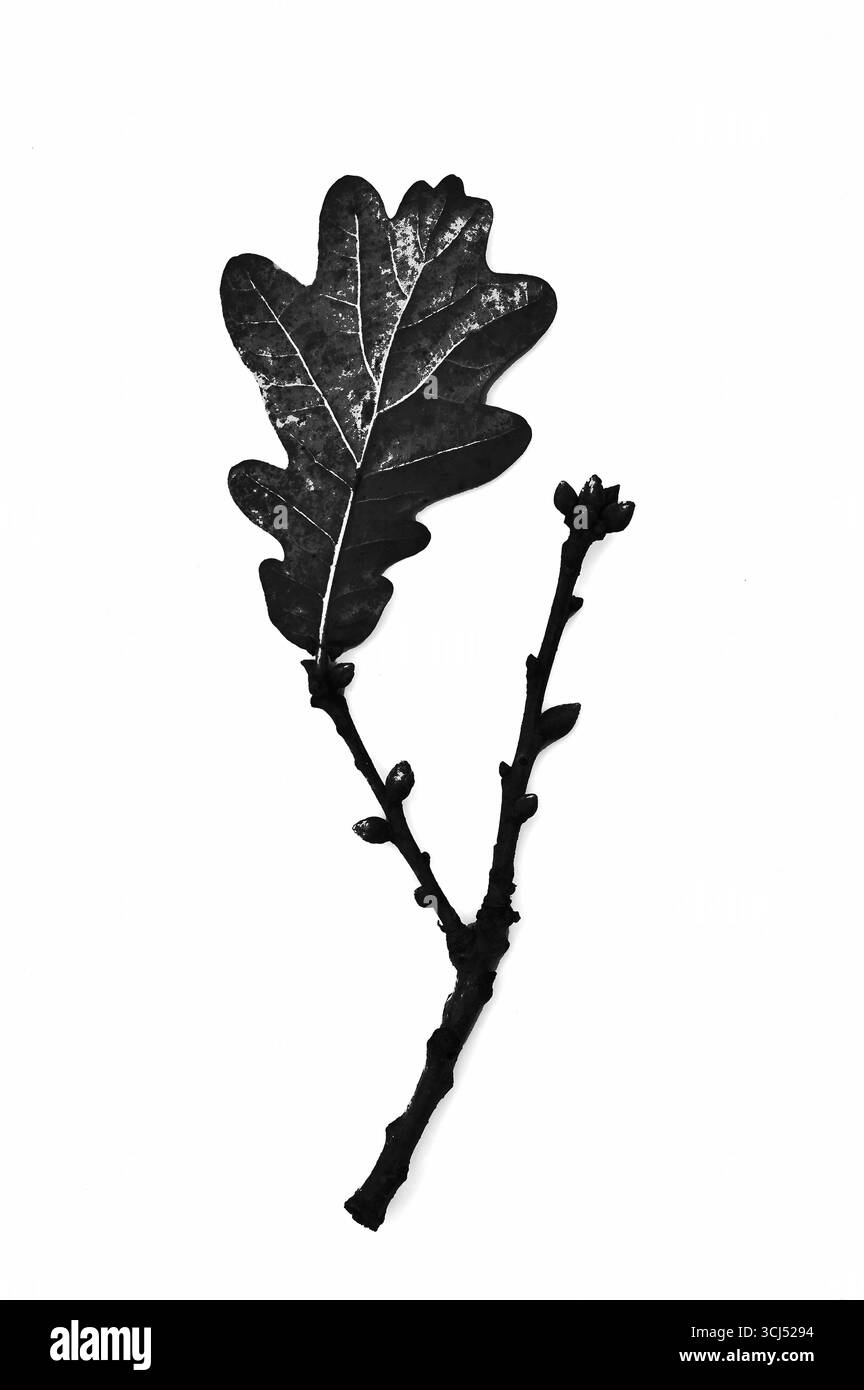 Image monochrome graphique d'une brindille de chêne anglais avec remaioning de feuilles singe Banque D'Images