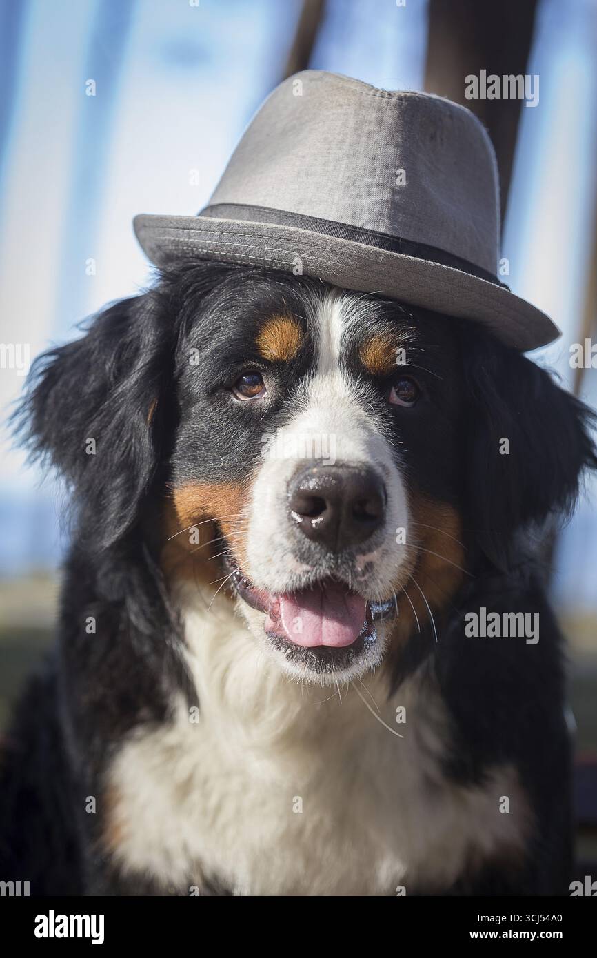 Chien de montagne bernois dans le chapeau regardant la caméra Banque D'Images