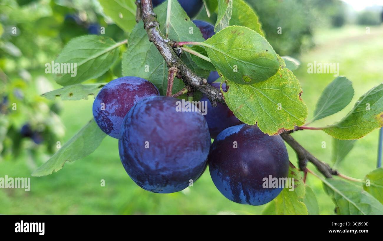 Macro gros plan d'un groupe de prunes mûres bleu-violet poussant sur un prunier, entouré de feuilles vertes fraîches Banque D'Images
