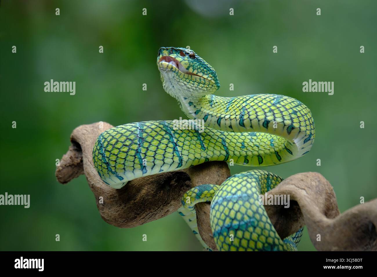 Tropidolaemus vert vipère à fosse sur la branche Banque D'Images