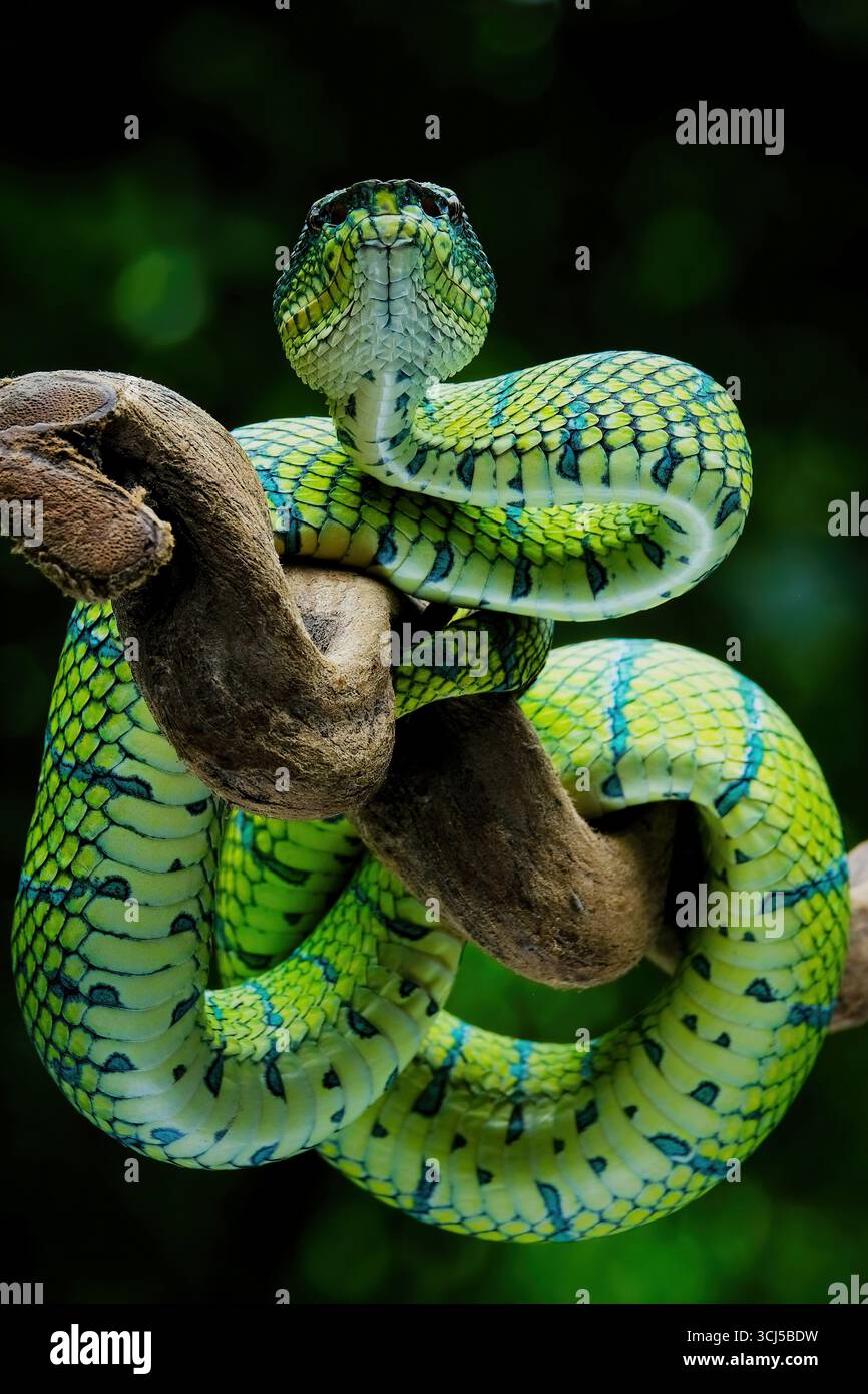 Tropidolaemus vert vipère à fosse sur la branche Banque D'Images