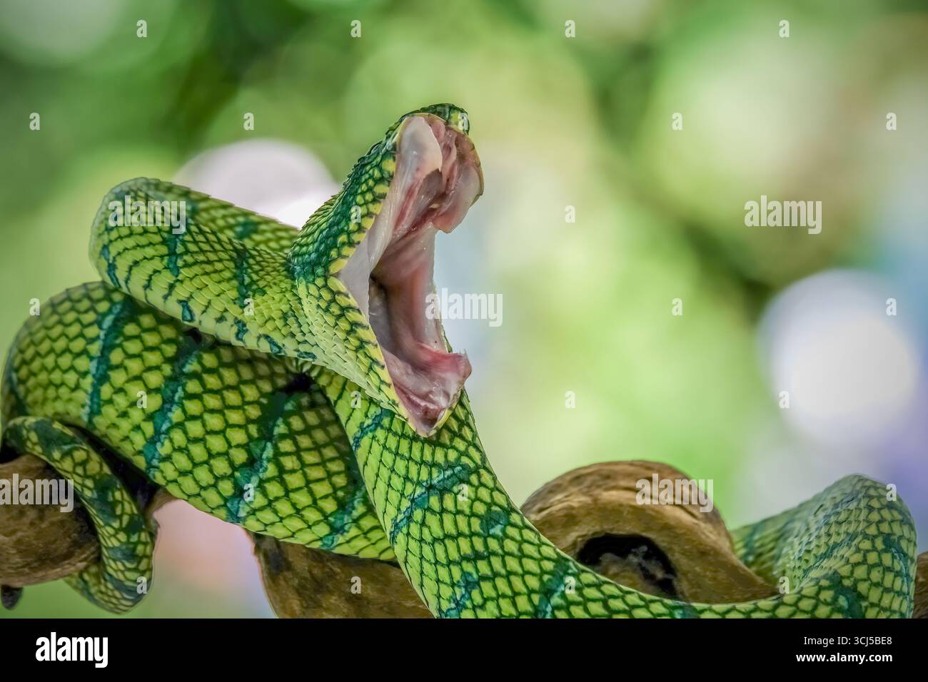 Tropidolaemus vert vipère à fosse sur la branche Banque D'Images