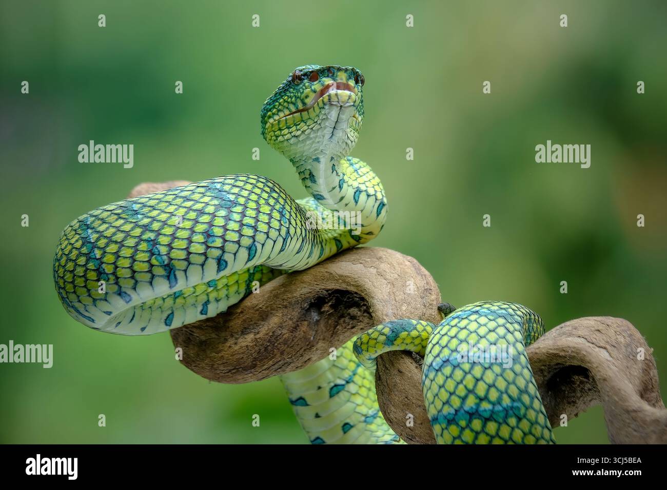 Tropidolaemus vert vipère à fosse sur la branche Banque D'Images