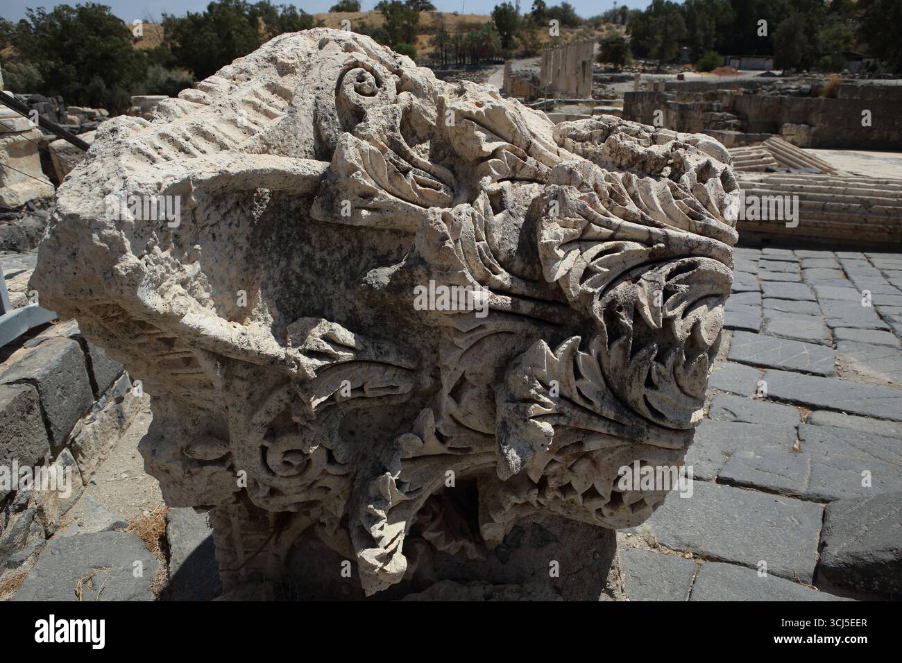 Beit Shean, capitale corinthienne tombée d'une colonne tombée lors d'un tremblement de terre de 749, le style corinthien était basé sur la culasse des ours syriens ou Acanthus. Banque D'Images