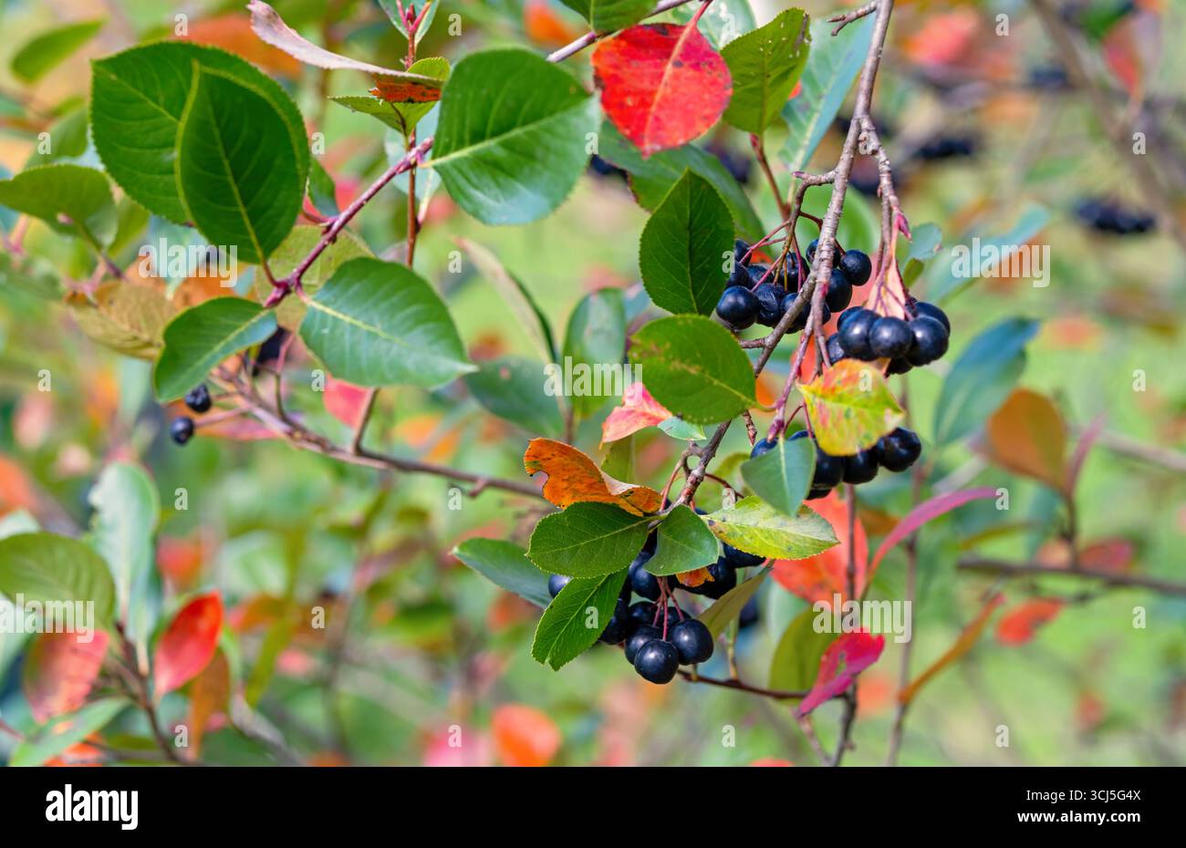 Branche d'aronia chokeberry avec des baies noires mûres et des feuilles d'automne vibrantes, fruit antioxydant, plante de jardin, récolte naturelle sur BA extérieur saisonnier Banque D'Images