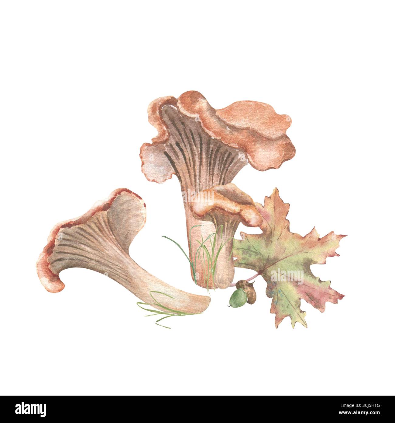 Chanterelles couleurs pastel, feuille d'érable et gland peints à la main. Illustration d'aquarelle de cadeaux de forêt pour l'emballage. Champignons dessinant un croquis botanique Banque D'Images