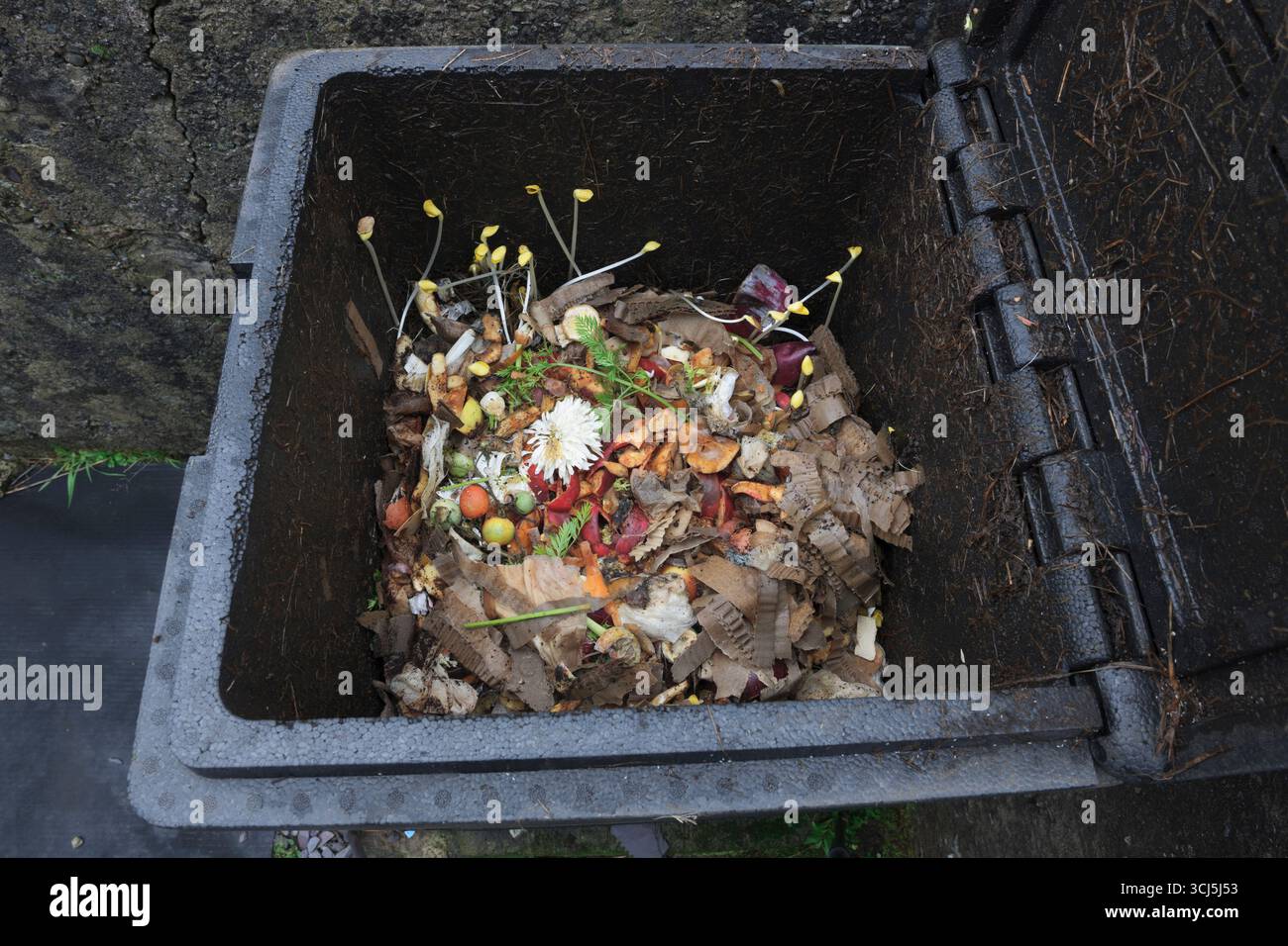 HOTBIN utilisé pour le compostage des déchets végétaux de cuisine. Carton déchiré, ajouté pour vrac. Graines de citrouille Leggy germant dans l'obscurité. Banque D'Images