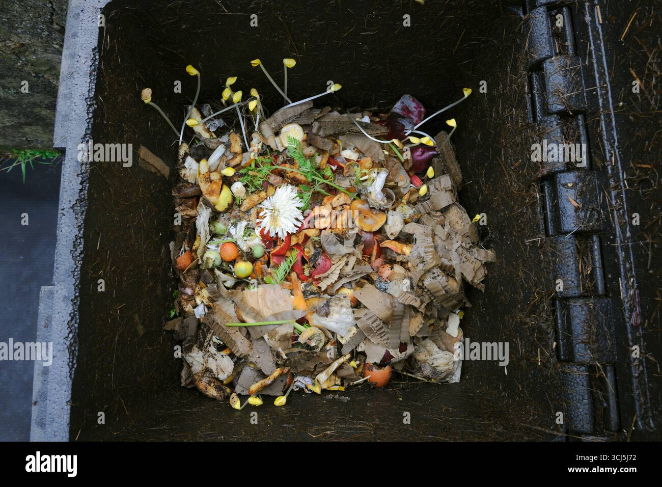 HOTBIN utilisé pour le compostage des déchets végétaux de cuisine. Carton déchiré, ajouté pour vrac. Graines de citrouille Leggy germant dans l'obscurité. Banque D'Images