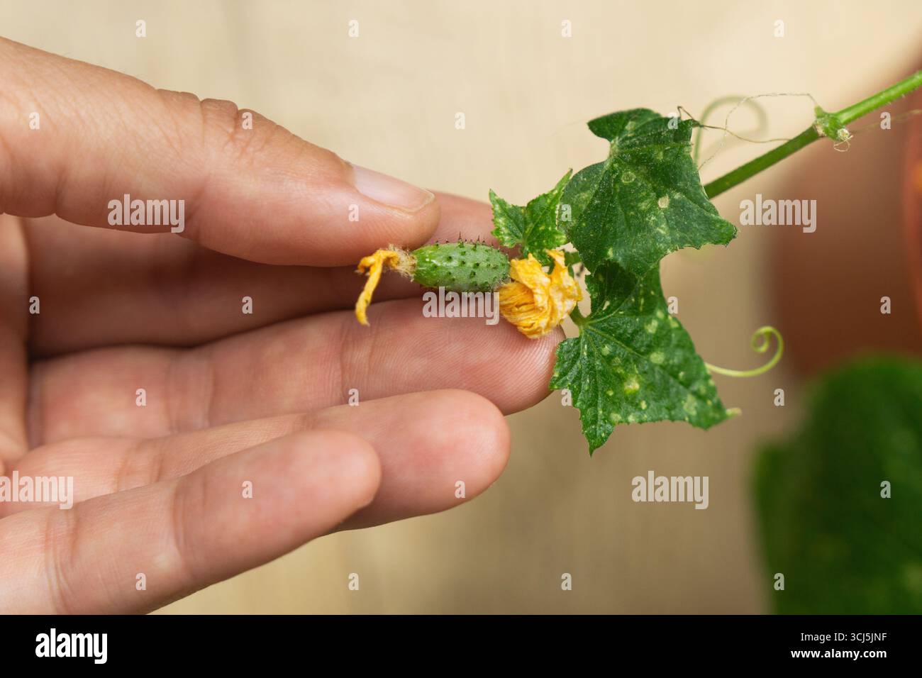 Une main tient doucement un jeune germe de concombre, mettant en valeur ses feuilles et une fleur jaune éclatante. Observer attentivement révèle des signes potentiels de maladie t Banque D'Images