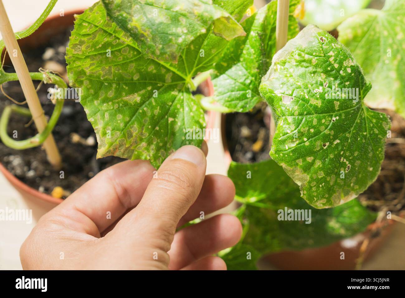 Une personne examine les feuilles de concombre dans des pots à la maison, vérifiant les signes de maladies et d'afflictions. Le feuillage sain et endommagé indique un potentiel Banque D'Images