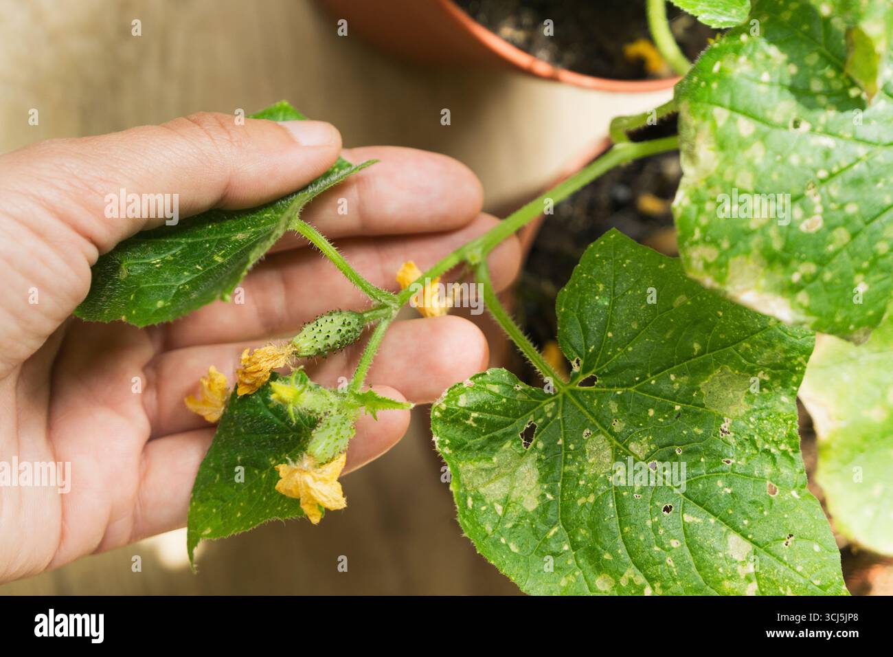 Inspecte à la main les plants de concombre poussant en pot. Les fleurs et les feuilles jaunes présentent des taches, indiquant une maladie potentielle. Une attention particulière aide à identifier Banque D'Images
