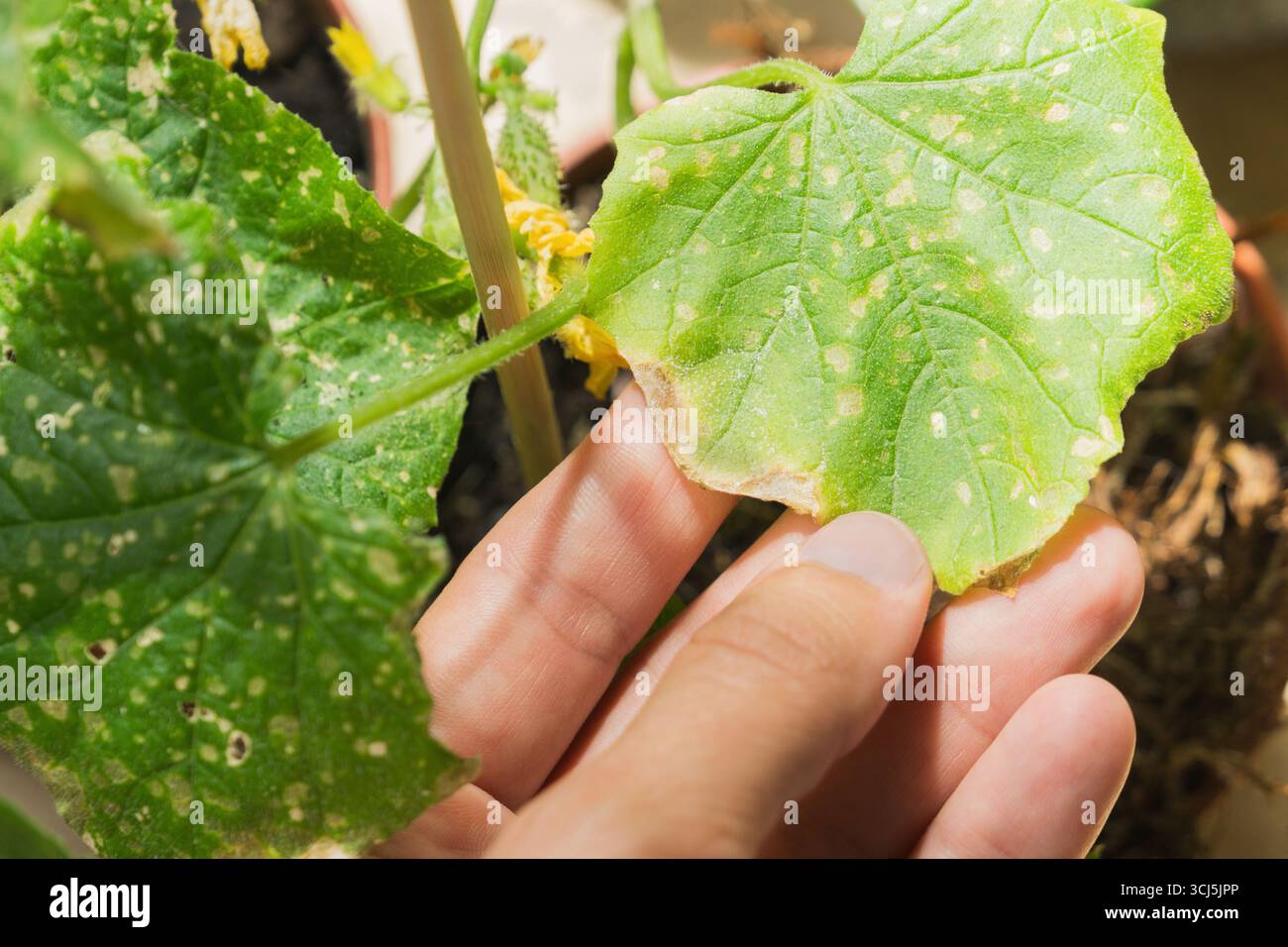 La personne inspecte la plante de concombre cultivée en pot, en remarquant des dommages aux feuilles et des signes de maladie. Cette activité de jardinage à domicile souligne l'importance du plan Banque D'Images