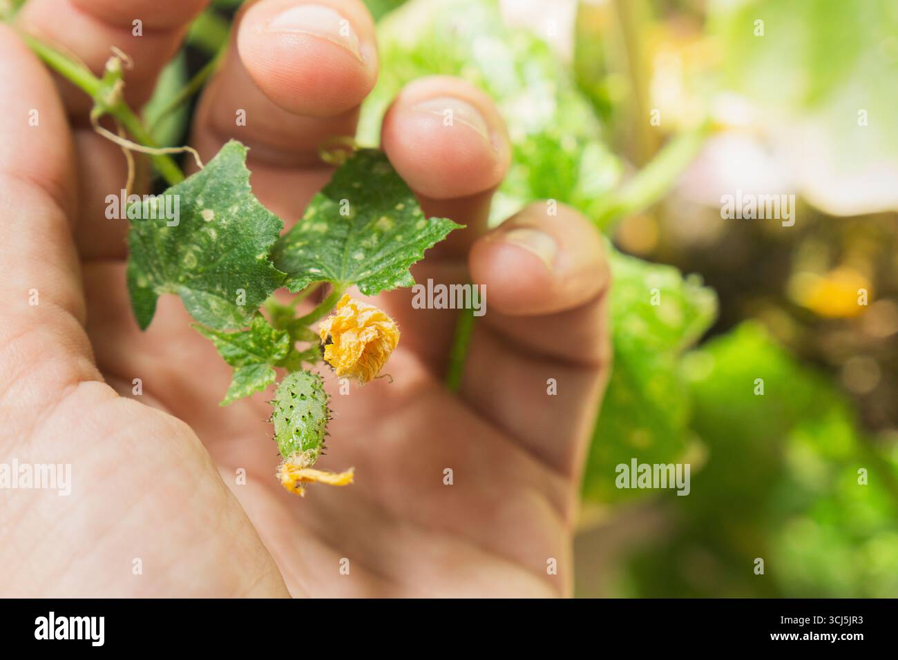 Dans un jardin domestique, une personne inspecte des plants de concombre poussant dans des pots. Ils examinent les feuilles et les fleurs, à la recherche de signes de maladies ou de dysfonctionnements Banque D'Images
