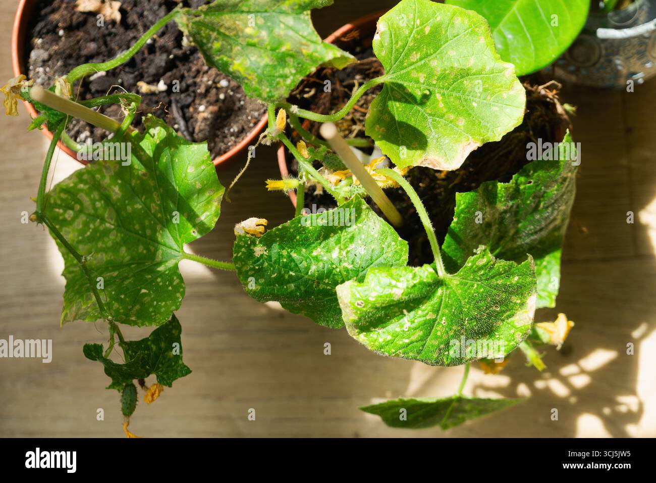 Les plants de concombre prospèrent dans des pots à la maison, mais certaines feuilles montrent des signes de maladies et de maladies. Des soins appropriés sont essentiels pour assurer leur Gro en bonne santé Banque D'Images
