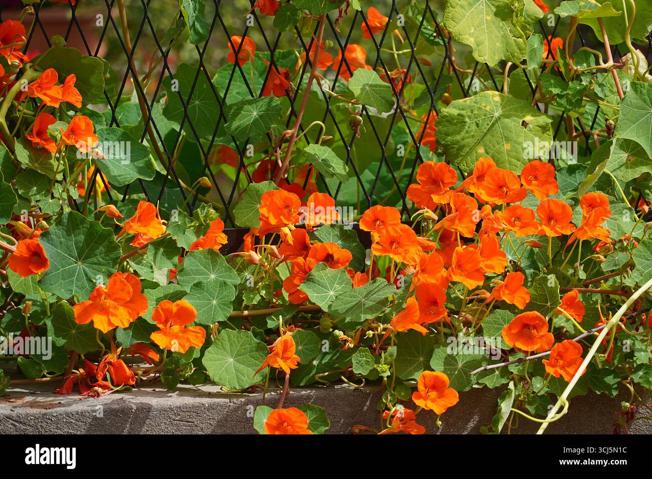 Nasturtium de jardin, ou Tropaeolum majus, arbuste à fleurs orangées Banque D'Images