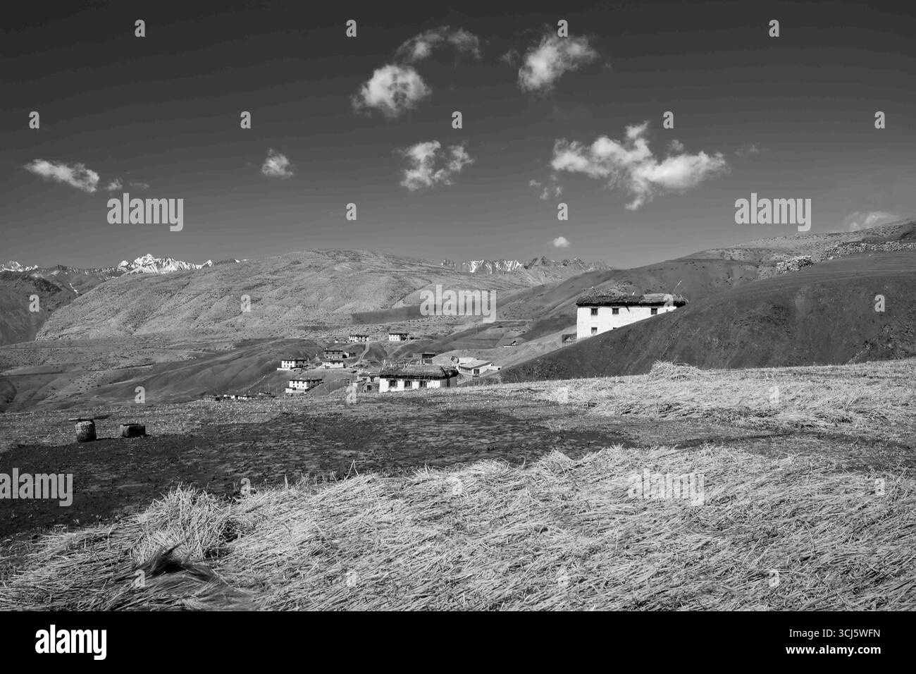 Récolte de céréales avec vue sur les champs et aperçu des maisons avec l'Himalaya comme toile de fond sous le ciel bleu avec des nuages dans le village de Komic, Himachal Pradesh Banque D'Images