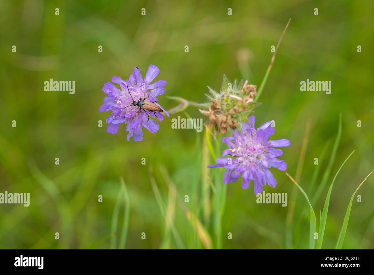 Fleur longhorn coléoptère sur le champ florissant scabious. Gale des champs (Knautia arvensis) avec un coléoptère à fleurs (Anastrangalia sanguinolenta). Banque D'Images