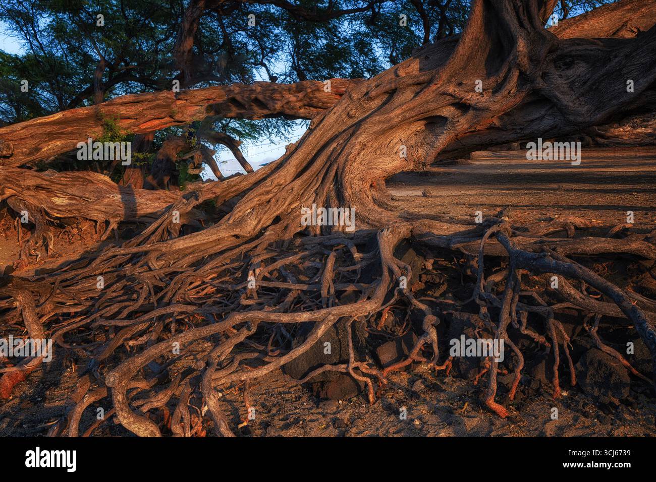 Racines d'arbres exposées. Oceanside , Hawaii, la Grande île A bea ch Banque D'Images