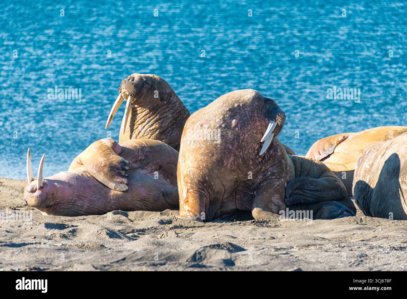 Morses sur la plage de Kapp Lee Edge Island Svalbard Norvège // EDGE ISLAND, Svalbard et Jan Mayen — les morses reposent sur une plage de sable de Kapp Lee sur Edgeoya, une île de l'archipel du Svalbard dans le Storfjorden. Ces grands mammifères marins sont connus pour leurs défenses, leur lard épais et leurs moustaches. Edgeoya est la troisième plus grande île de l'archipel du Svalbard et fait partie de la vaste réserve naturelle du Svalbard du Nord-est. Les eaux entourant le Svalbard sont riches en vie marine et abritent des populations de morses, de phoques et de diverses espèces de baleines. Cet environnement arctique éloigné offre des habi essentiels Banque D'Images