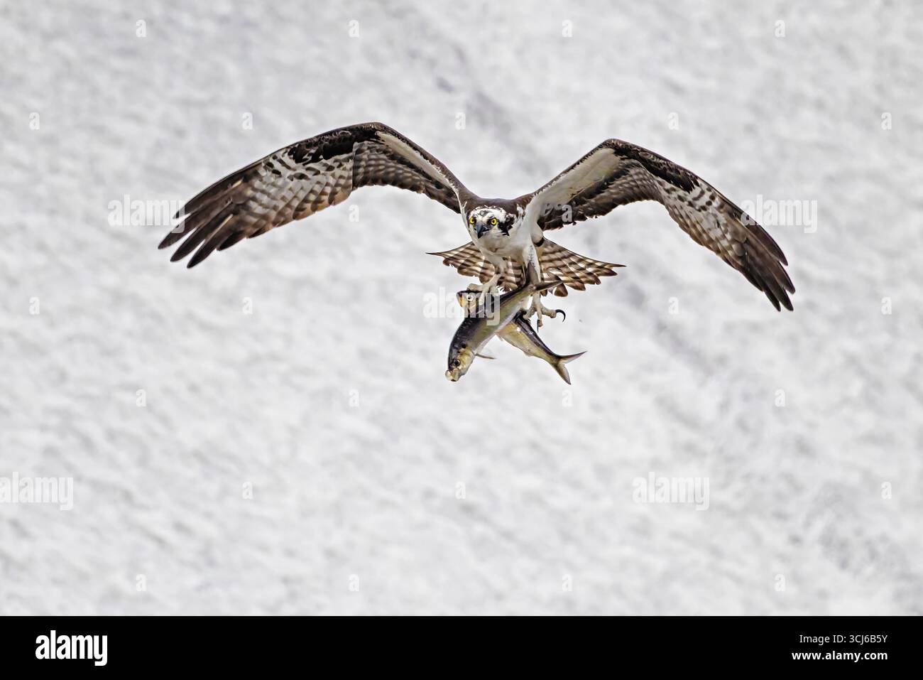 Osprey avec 2 poissons Banque D'Images