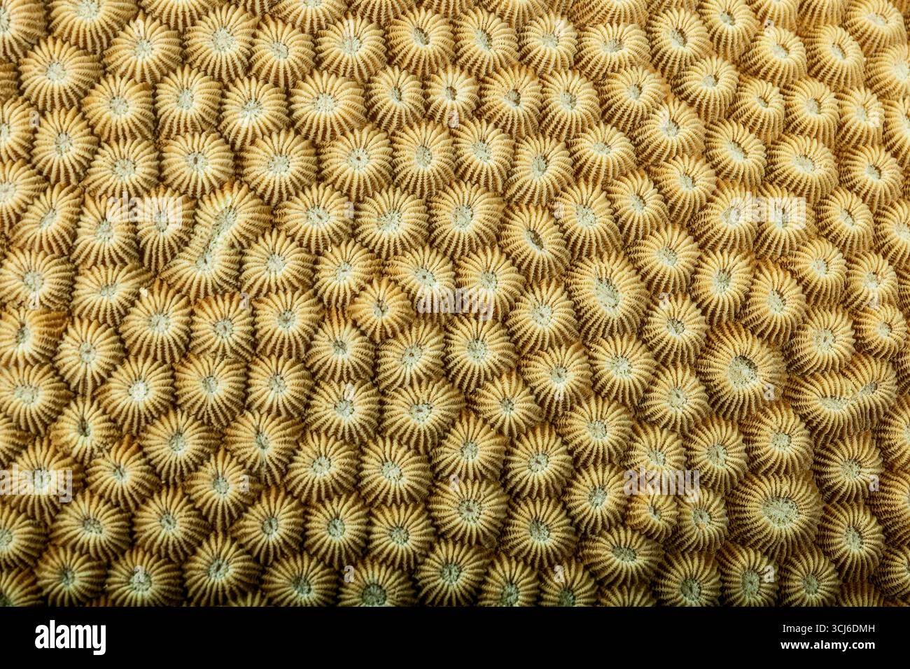 Récif corallien dur dans la lagune de Mayotte, habitat vital pour la vie marine pourtant menacé par le changement climatique, le blanchissement et la pression humaine. Banque D'Images