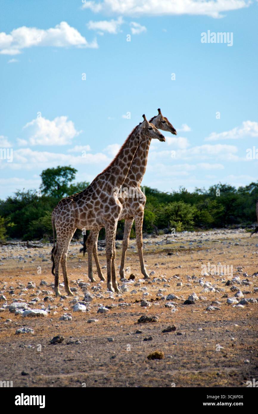 Deux girafes se tenir dans le paysage désertique de l'Etosha National Park, Namibie. Banque D'Images