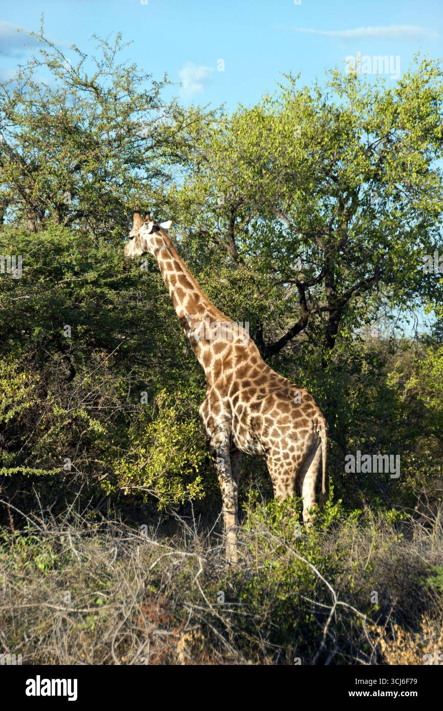 Une girafe broute des arbres dans le Parc National d'Etosha, Namibie. Banque D'Images