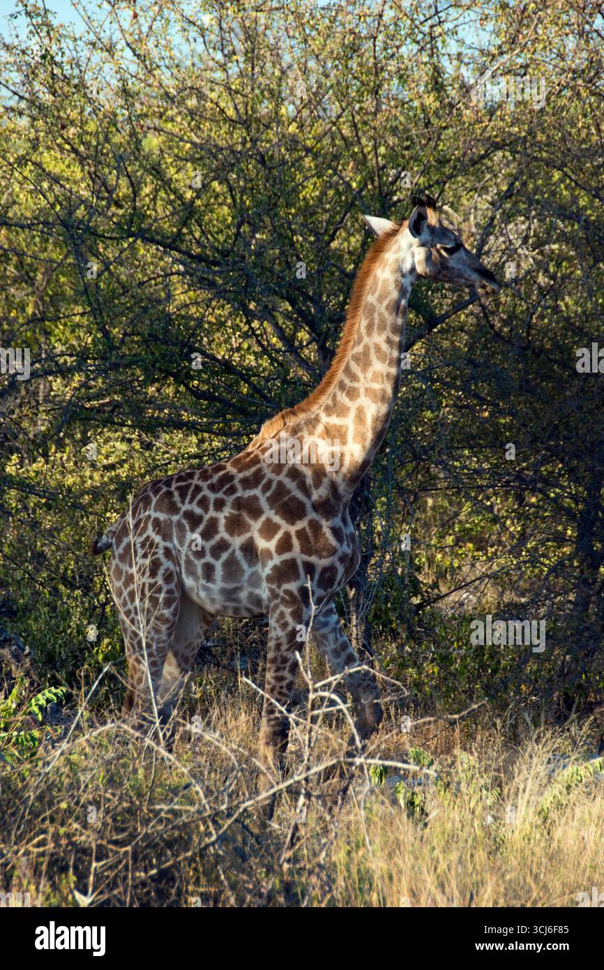 Une girafe broute des arbres dans le Parc National d'Etosha, Namibie. Banque D'Images