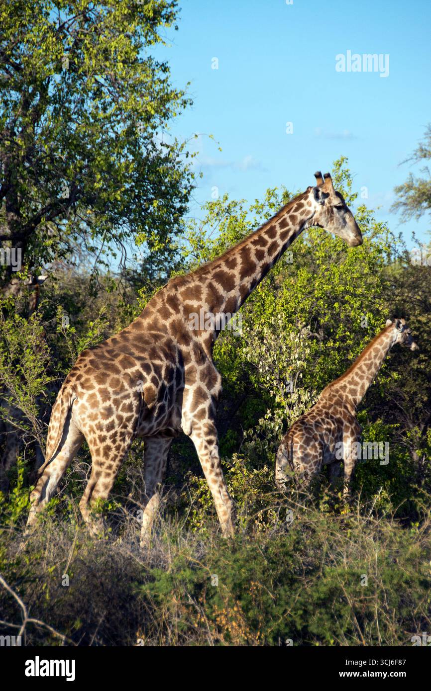 Deux girafes paissent sur les arbres dans le parc national d'Etosha, en Namibie. Banque D'Images