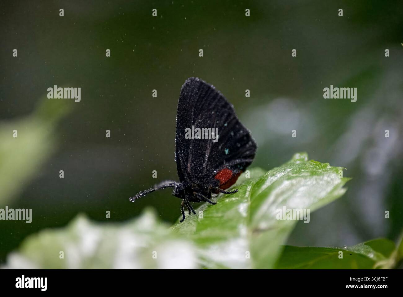 Eumaeus atala, également connu sous le nom de papillon Atala ou Coontie Hairstreak, est un petit papillon coloré de la famille des Lycaenidae. Banque D'Images Eumaeus atala, également connu sous le nom de papillon Atala ou Coontie Hairstreak, est un petit papillon coloré de la famille des Lycaenidae. Banque D'Images