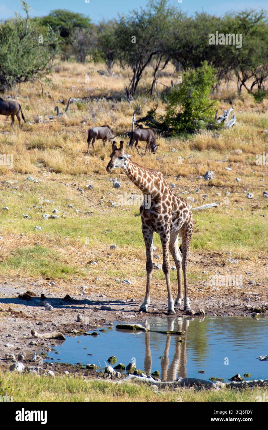 Une girafe buvant dans un point d'eau, avec le gnous, dans le parc national d'Etosha, Namibie. Banque D'Images