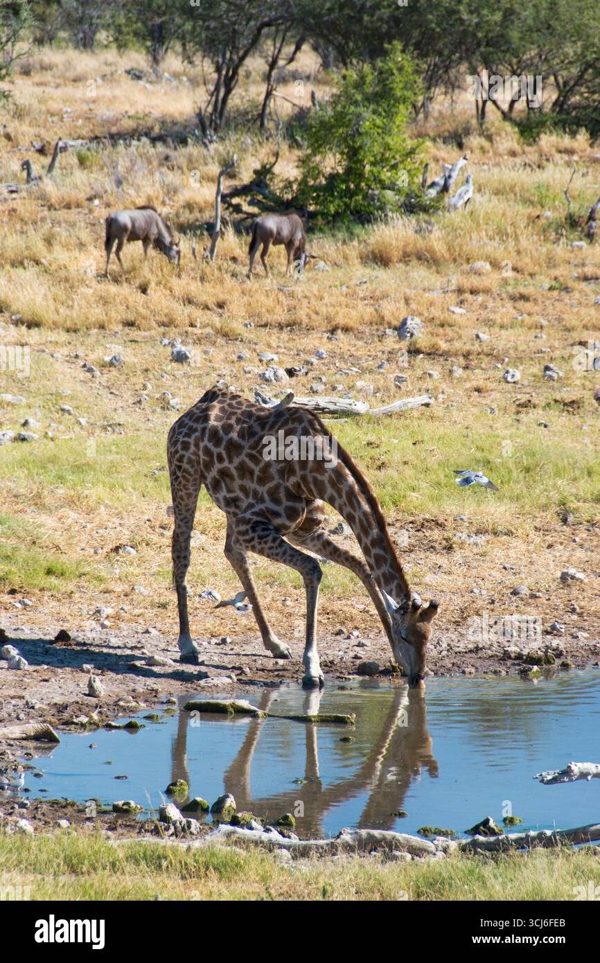 Boissons girafe du trou d'eau dans le parc national d'Etosha, Namibie. Banque D'Images