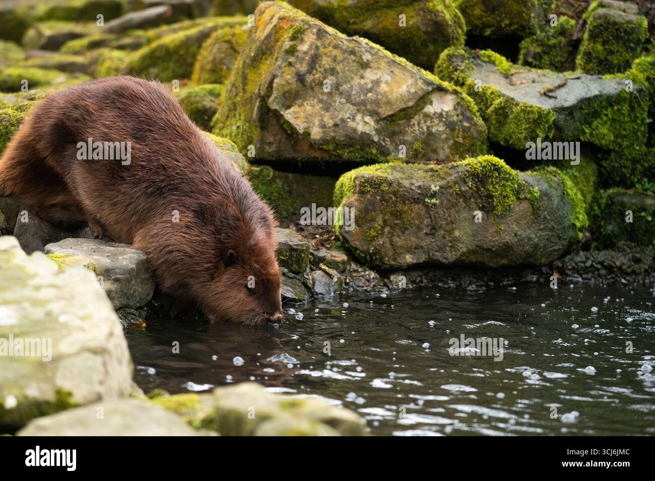 Le castor d'Amérique du Nord (Castor canadensis) est l'une des deux espèces de castors existantes, avec le castor eurasien (Castor fiber). Banque D'Images