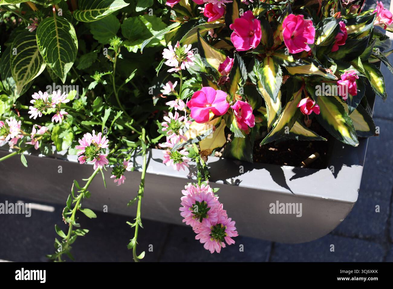 gros plan pléthore de fleurs rouges violettes roses dans un planteur paysager sous un soleil éclatant Banque D'Images