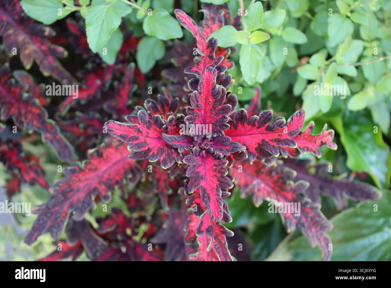 macro plante en gros plan avec des feuilles au centre rougeâtres marron dentelées Banque D'Images