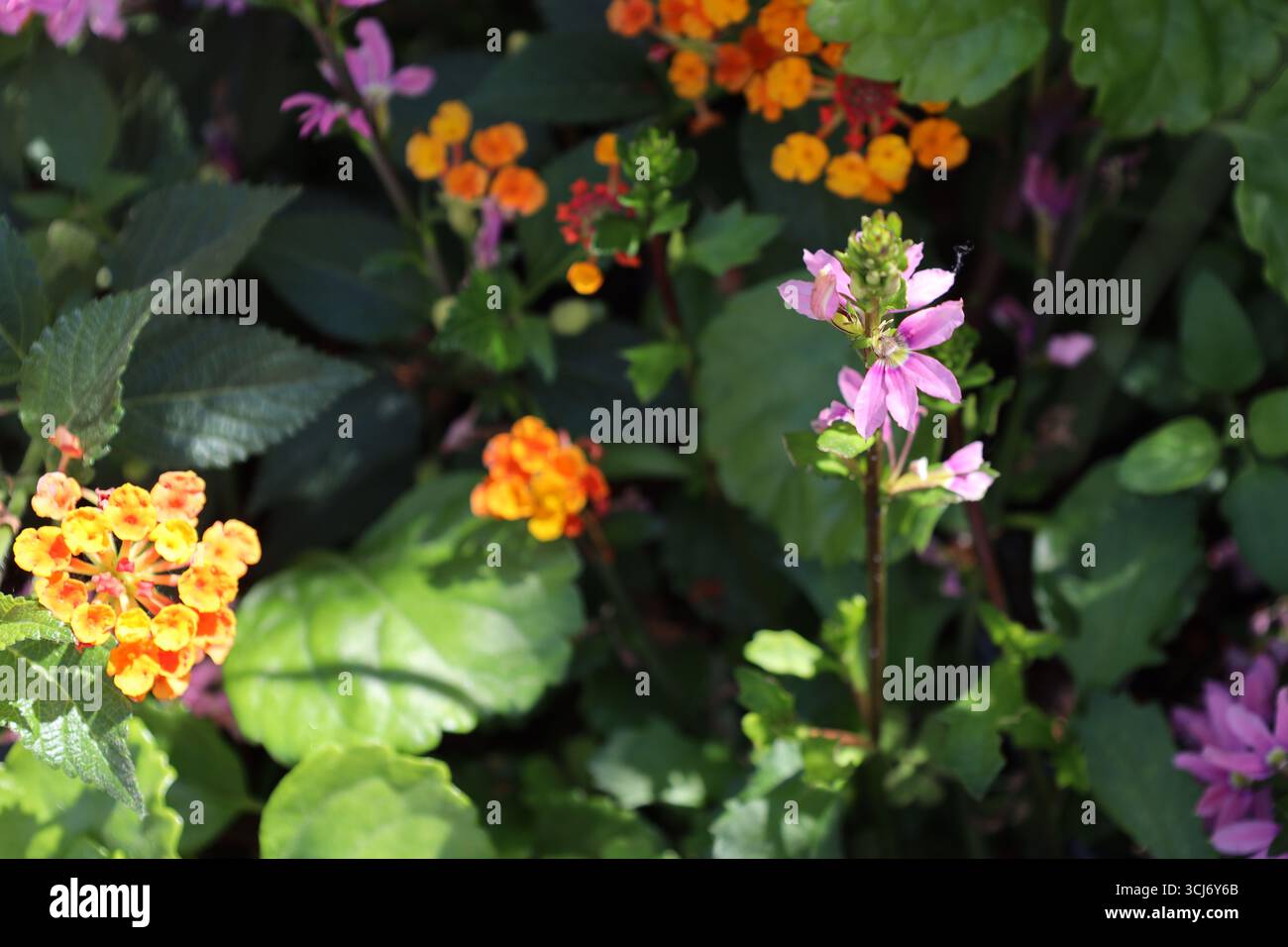 la tige mince solitaire s'élève au soleil au-dessus des autres avec des pétales mauves violets contre des feuilles sombres et des fleurs jaune orangé en dessous Banque D'Images