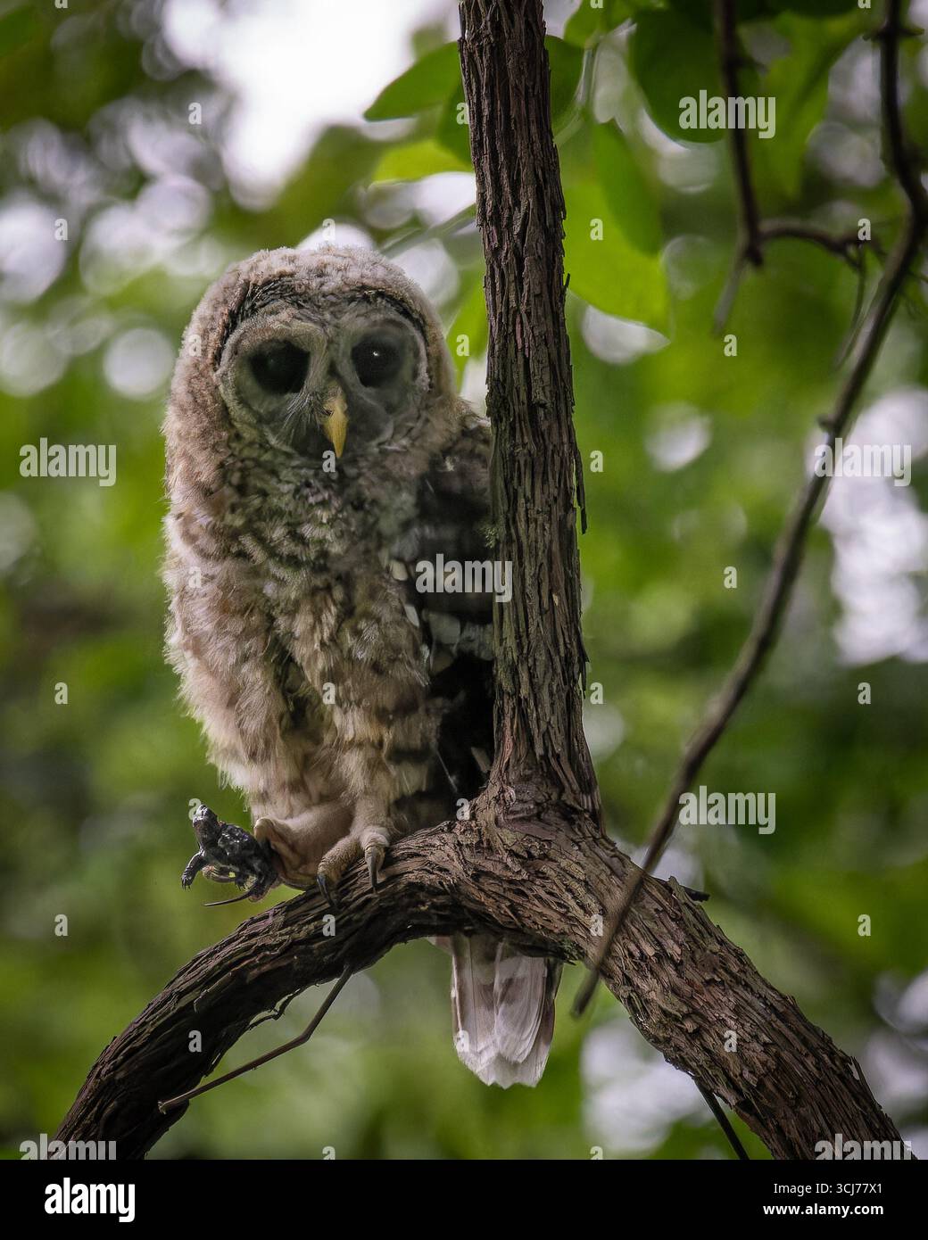 Chouette juvénile barrée (Strix varia) avec bébé tortue, Dyke Marsh, Alexandria, va, États-Unis Banque D'Images