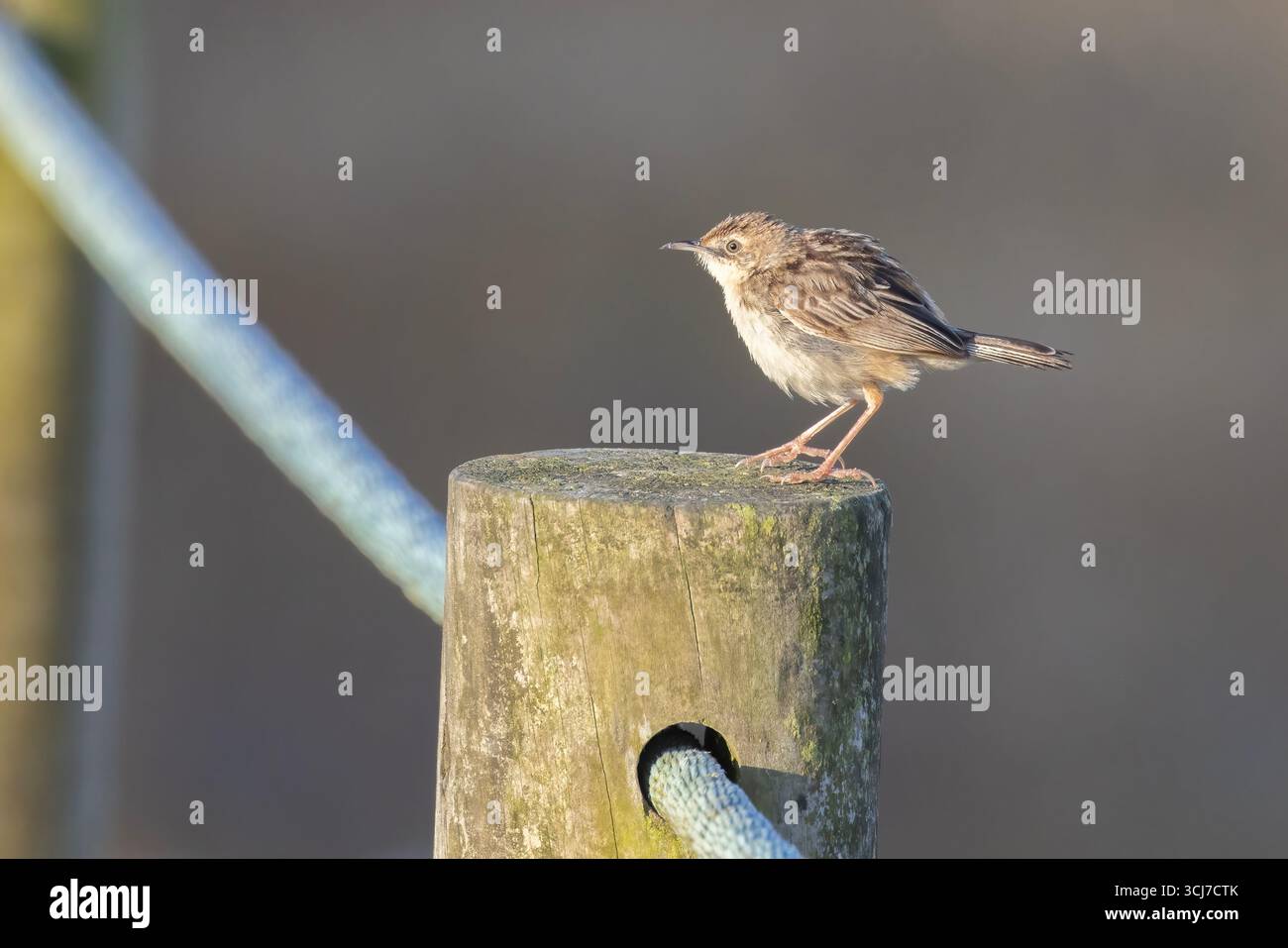 Cisticola ou paruline fantôme striée (Cisticola juncidis) Banque D'Images