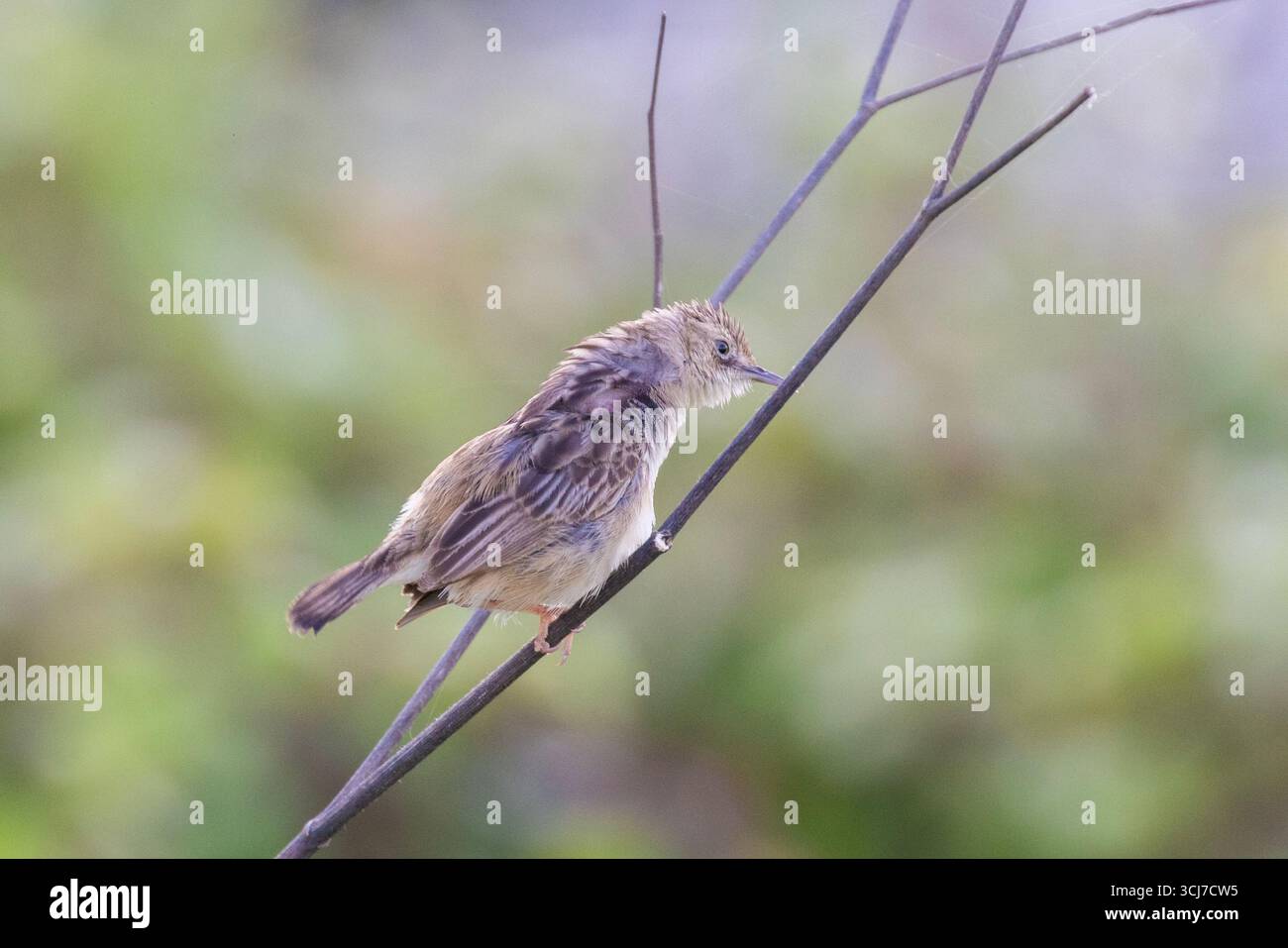 Cisticola ou paruline fantôme striée (Cisticola juncidis) Banque D'Images