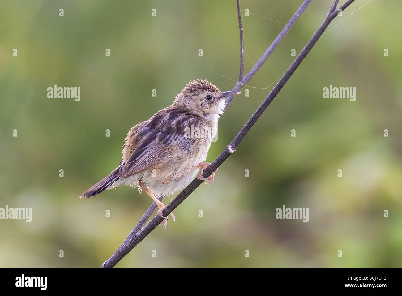 Cisticola ou paruline fantôme striée (Cisticola juncidis) Banque D'Images
