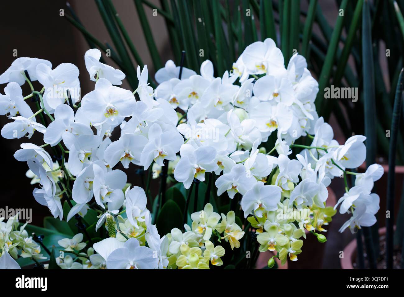 Ensembles White Moth Orchid Banque D'Images