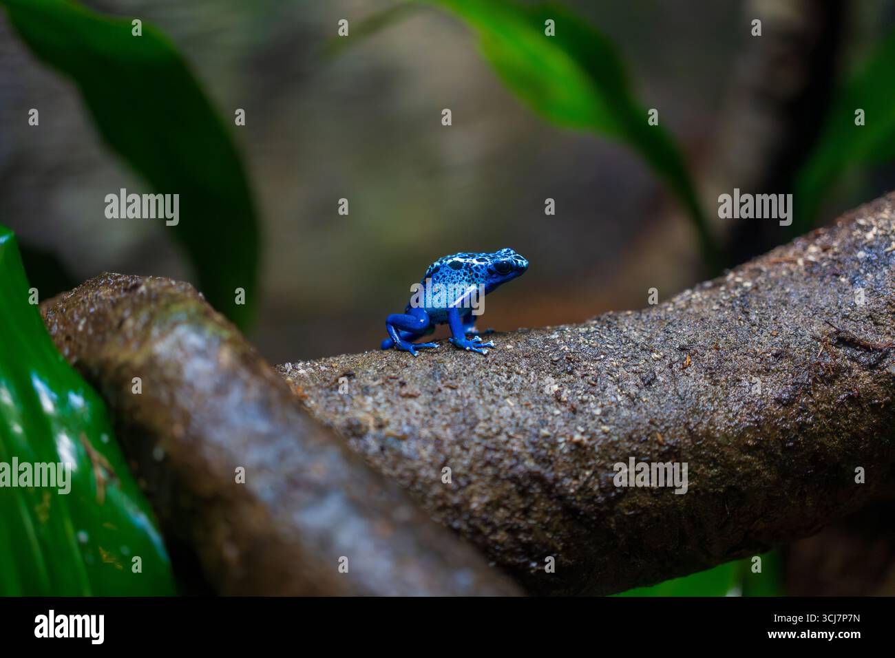 Une minuscule grenouille à fléchettes poison bleue s'est assise sur une bûche dans un environnement humide Banque D'Images