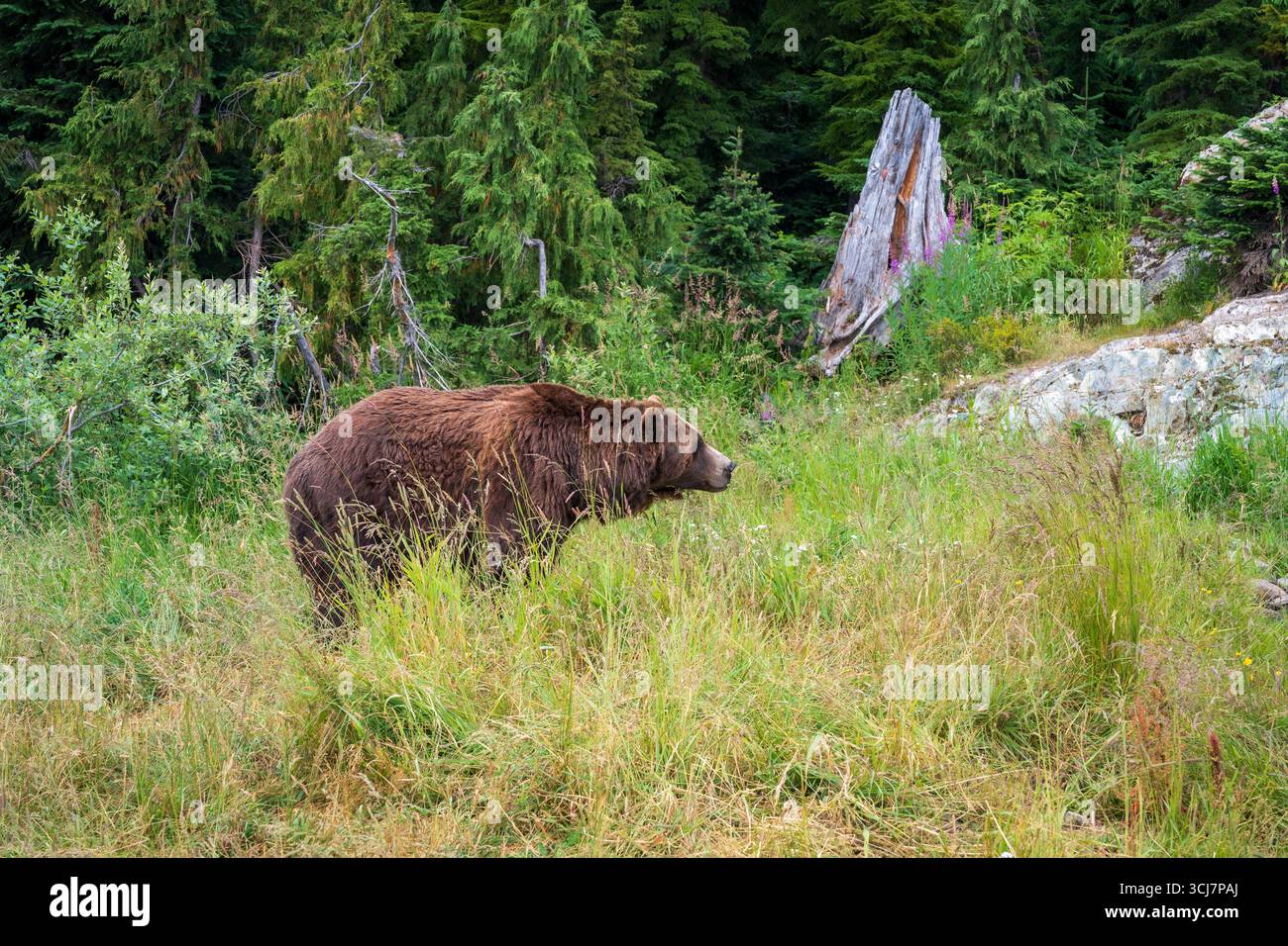 Un vieil ours grizzli docile se tenait dans un champ d'herbe longue sur une montagne en Colombie-Britannique, au Canada Banque D'Images