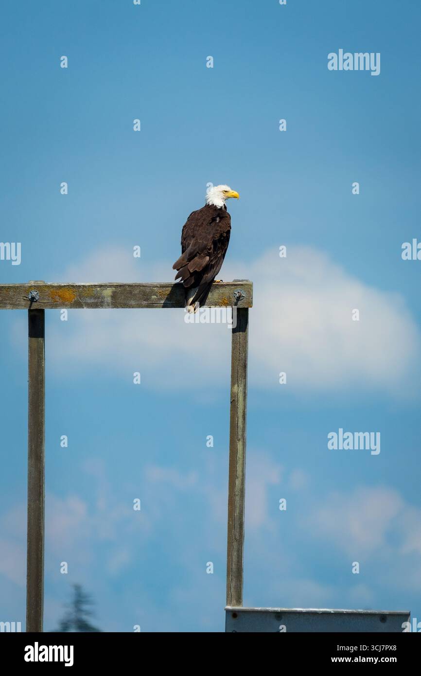 Un seul aigle chauve perché sur un vieux cadre en bois à l'air majestueux contre un ciel bleu clair près de Campbell River, Canada Banque D'Images