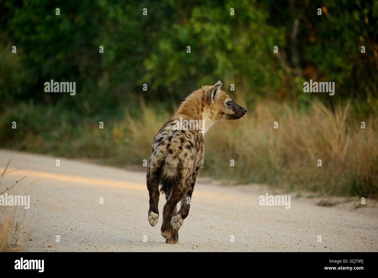 Hyena africaine s'enfuit Banque D'Images