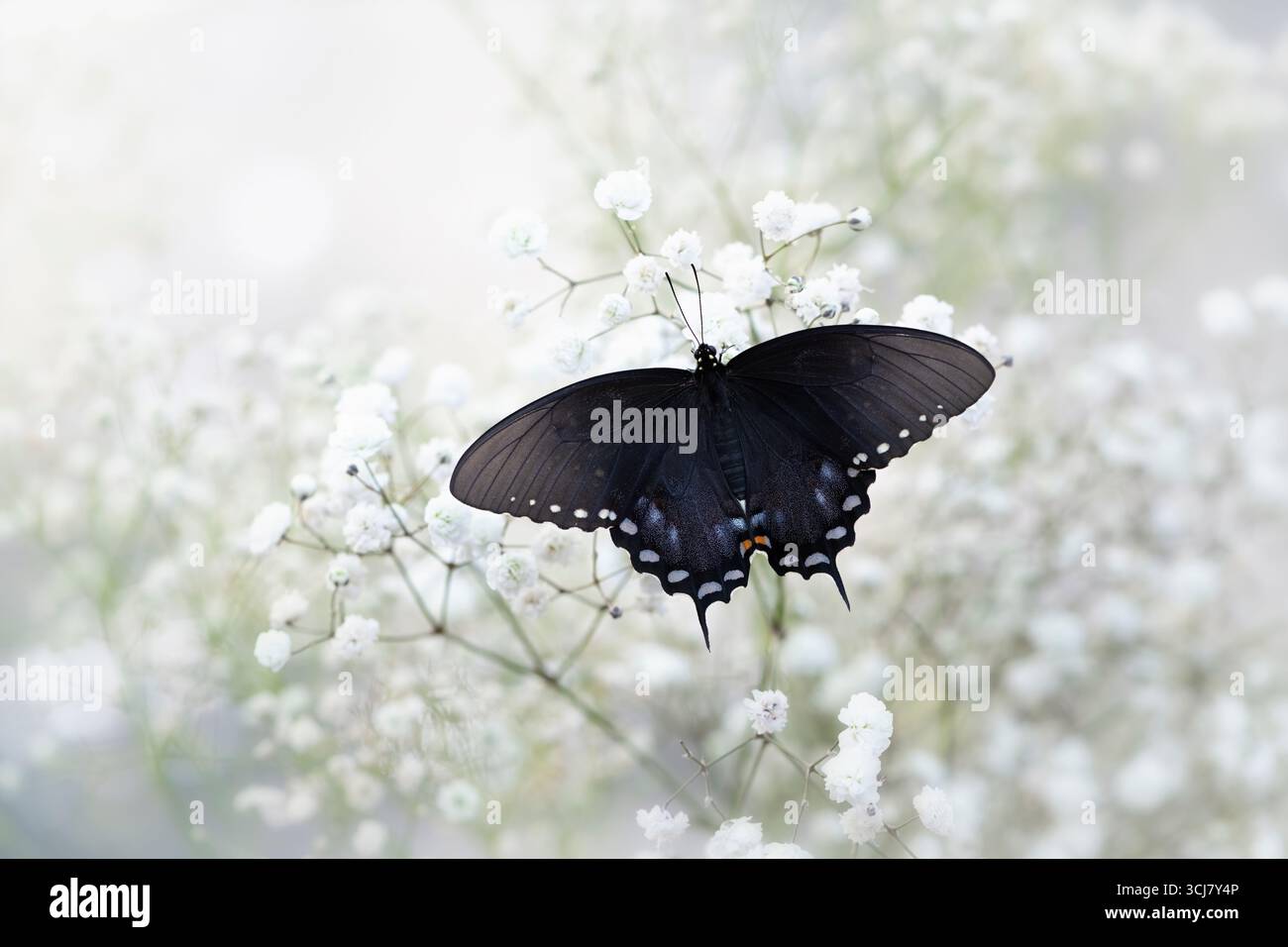 Macro d'un papillon à queue d'araignée (Papilio troilus) reposant sur des fleurs blanches. Vue de dessus avec ailes ouvertes. Banque D'Images