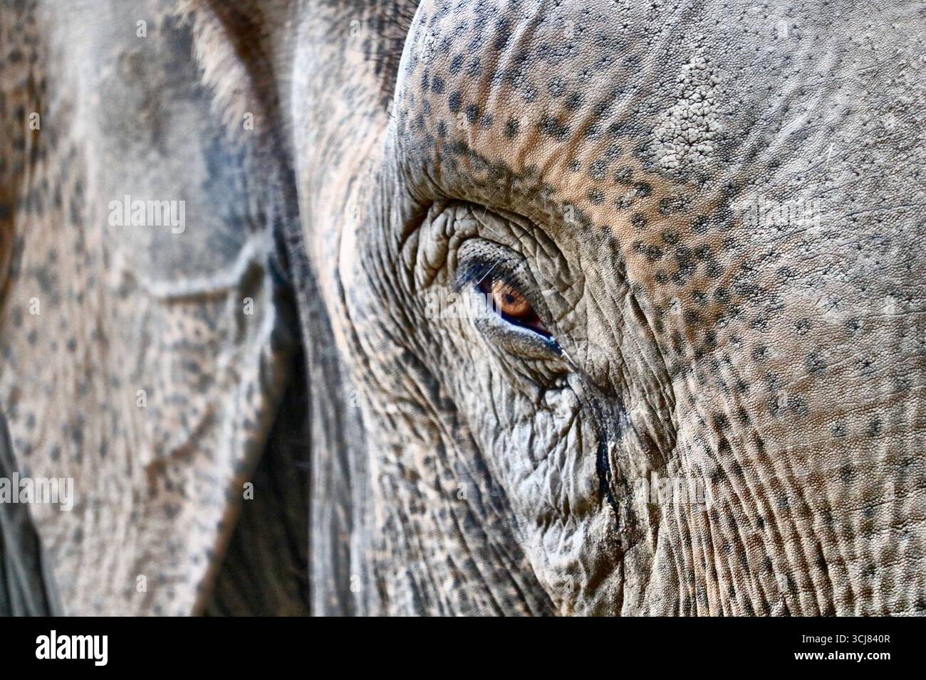 Close up d'un œil de l'éléphant Banque D'Images