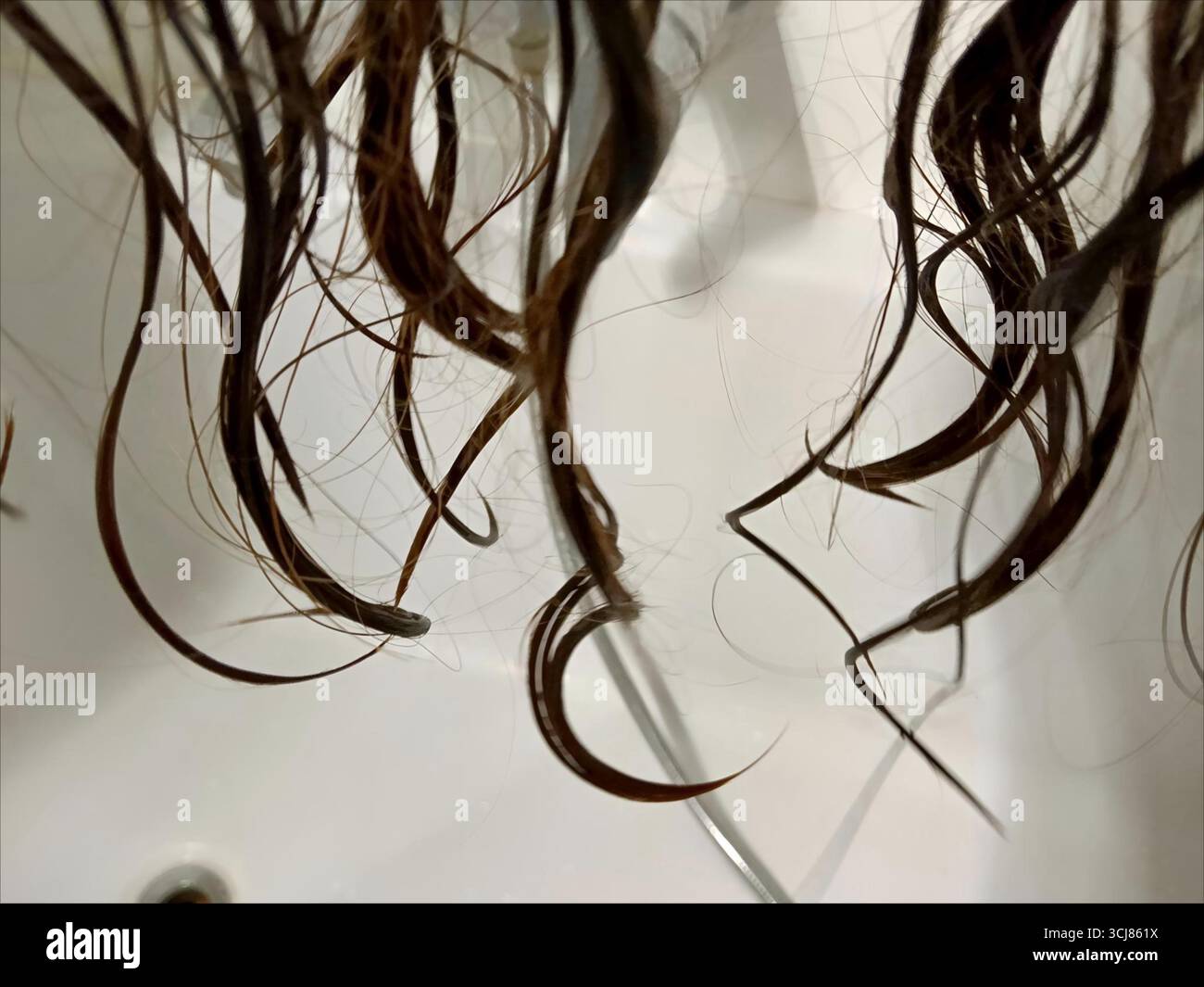 Un gros plan de mèches de cheveux mouillés élégamment suspendus vers le bas pour l'observation détaillée Curly Girl méthode cheveux CMG Banque D'Images