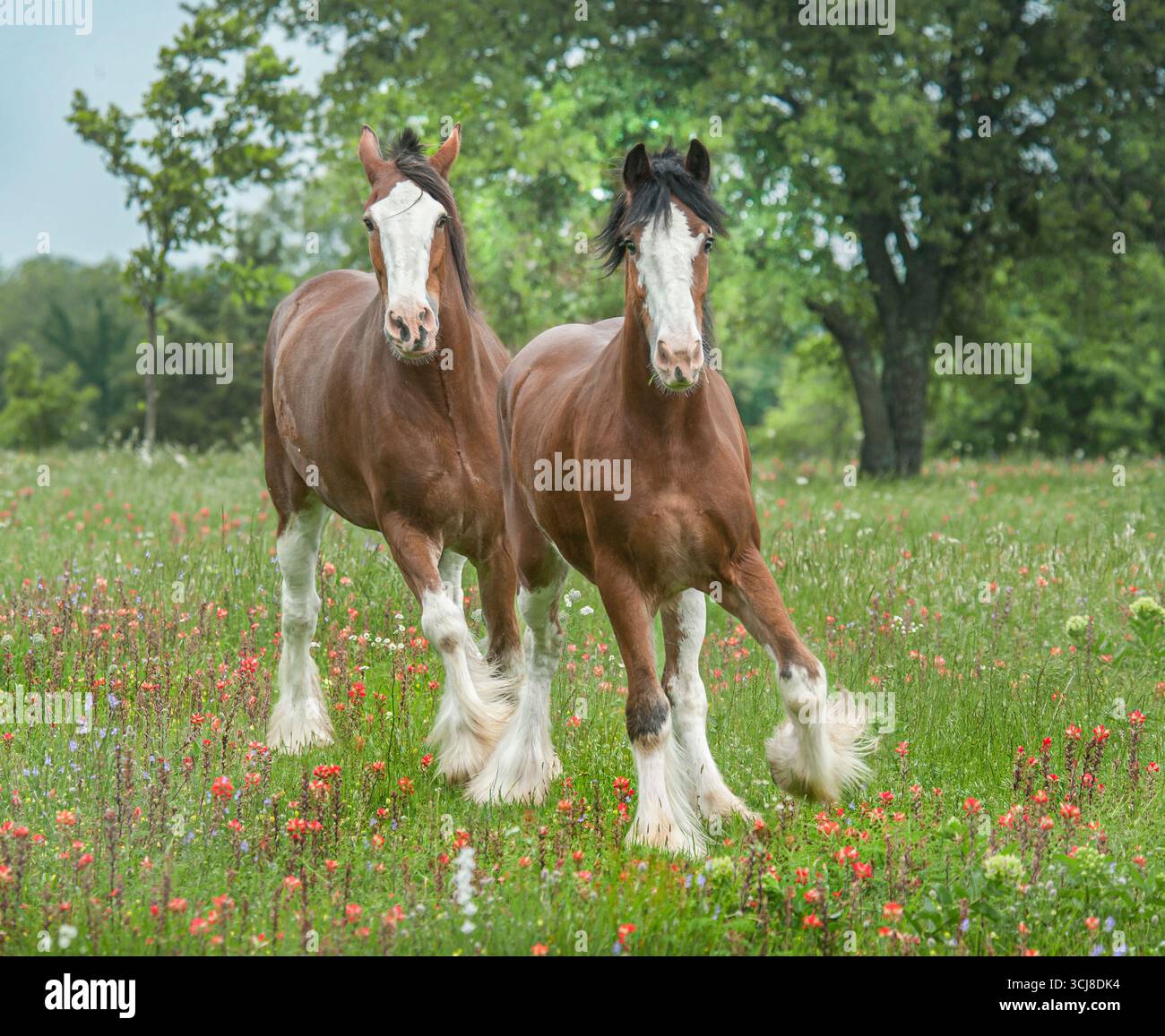 Paire de geldings adultes mâles Clydesdale Draft Horse courent dans la prairie Banque D'Images
